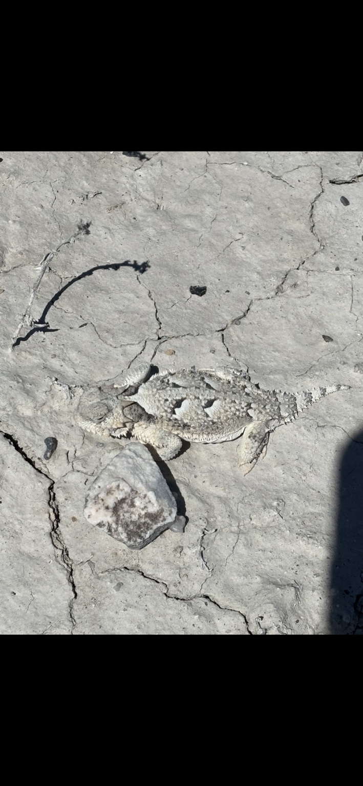 The real Carlos, a horned lizard resting on the dry, cracked ground of the Utah desert.